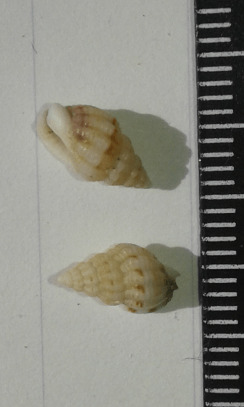 Nassariidae : Nassarius da ID